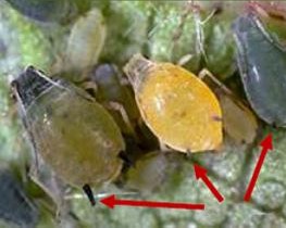 uploads/images/pest/melon aphid.jpg